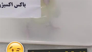 تخم ماندگی در عروس هلندی / مطب دامپزشکی عروس هلندی میاندوآب