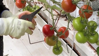 آموزش کشت صیفی جات هیدروپونیک خیار و گوجه