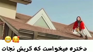امان از گربه ها
