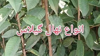 نهال های گیلاس در انواع ارقام