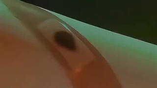 وقتی خوناشام و عشقش گاز میگیره