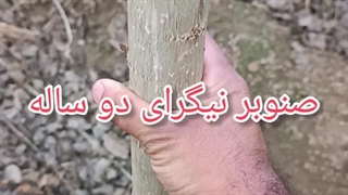 صنوبر نیگرای دو ساله