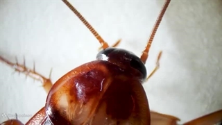 مبارزه با سوسک ها