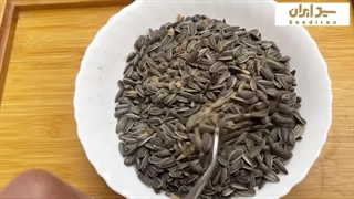 بو دادن تخمه آفتابگردان