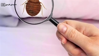 آشنایی با ساس | همه چیز درمورد ساس ها