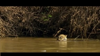 نبرد جگوار در مقابل کروک _ مستند حیات وحش