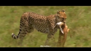 شکار بچه غزال توسط یوزپلنگ _حیات وحش پاکسازی پوست