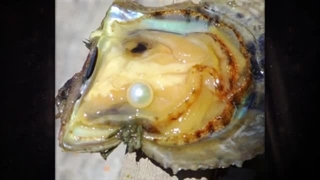 دکتر حسن عباسی: تو اول برخیز و بکش