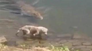 حمله ی کروکودیل به سگ :(