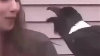 ببینید کی برگشته (البته موقتا:))