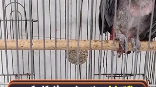 پرکنی کاسکو / کلینیک پرندگان میاندوآب