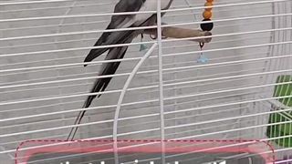 سرماخوردگی عروس هلندی / دامپزشک عروس هلندی در میاندوآب