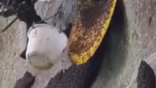 ببینید | برداشت عسل وحشی در ارتفاعات نپال