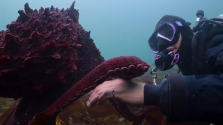 دانلود مستند اسرار اختاپوس Secrets of the Octopus 2024