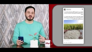 اعتراض کاربران فضای مجازی به عدم توجه دولت به برنج کاران