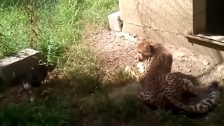 لحظاتی ناب از گربه‌های کوچک!