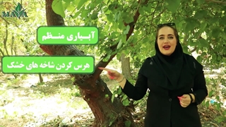 راهکارهای افزایش درشتی میوه در درختان