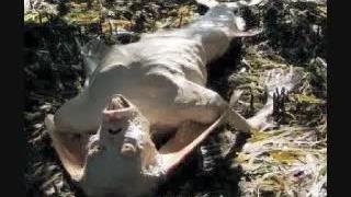 Bizarre saltfish fish.avi