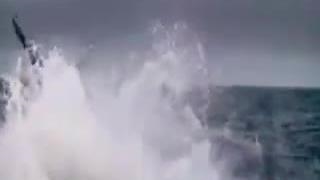 Great white shark tribute