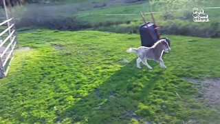 ساعت 3 صبح در دنیای حیوانات