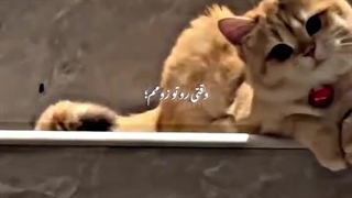 پیشی پیشی +ـ+