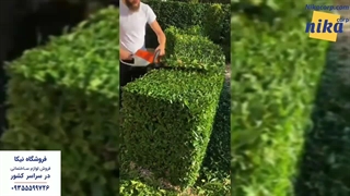 شمشاد زن دوما - نیکاکورپ