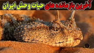 مستند حیات وحش ایران : 7 حیوان شگفت‌انگیز که فقط در ایران پیدا می‌شوند.