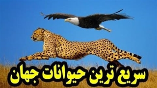 سریع ترین حیوانات جهان