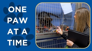 روز جهانی دامپزشکی