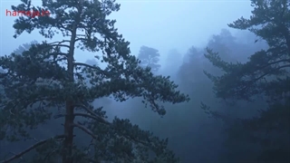 ماجرای ترسناک جنگل جیغ