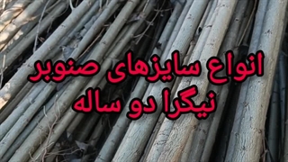 سایزهای مختلف صنوبر نیگرا +نحوه هرس صنوبر