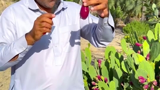 خوشمزه ترین میوه دنیا در زاهدان