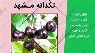 نهال درخت آلبالو و گیلاس در ارقام مختلف 02332300315