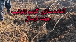 آماده سازی گردو ژنوتیپ جهت ارسال آذر ۱۴۰۳