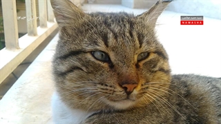 آقاخان، گربه‌ی بی‌اعصاب من | ۲۱ آبان ۱۴۰۳