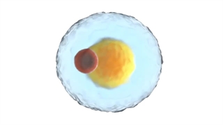 لمون باتل چربی سوز تخصصی غبغب و بادی