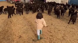 شادی کودکانه در میان بره‌ها: ویدیویی بانمک و پر احساس