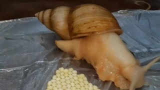 اهورا اتریسا لرستان حلزون