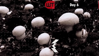 چگونه از پرورش قارچ در خانه درآمد کسب کنیم ؟