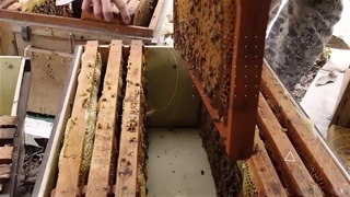 آموزش پرورش زنبور عسل در طبیعت و هزینه دوره