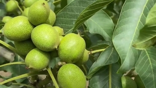 نهال گردو ژنوتیپ پویا