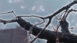 قسمت 11 سریال چینی تقاطع سرنوشت نان و که (گره تقدیر نان و که) Fate’s Crossing Nan & Ke 2024 با زیرنویس فارسی