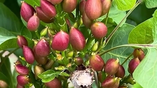 راهکارهای مقابله با آفت پسیل پسته #آموزش_کشاورزی #کود_کشاورزی