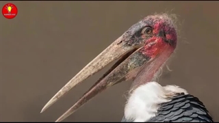 10 پرنده عجیب