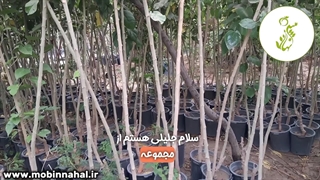 نهال توت کاکوزا