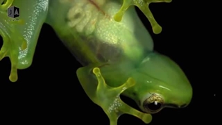 ساخت موجودات شگفت انگیز در سال 2020 - پایان دنیا ؟ | JABEYE ASRAR