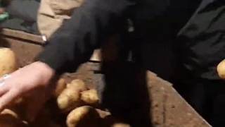 صادرات و فروش سیب زمینی در شهر بهار همدان