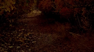 پادشاه فصل ها...پاییز