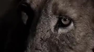 تاج گذاری ممنوع شد!!