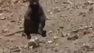 شکار عجیب و غریب توضیحات توجه کنید